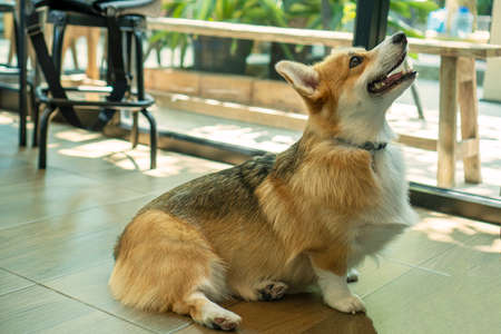 Adorable brown welsh corgi sitting on wood floor while learning something and looking owner at home. Corgi doggy playing with people in the room. Dog training or Relationship animal concept.の写真素材