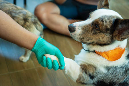 Adorable brown welsh corgi sitting on wood floor while learning something and looking owner at home. Corgi doggy playing with people in the room. Dog training or Relationship animal concept.の写真素材