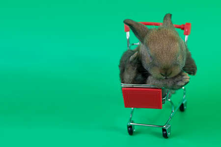 Surprise sale or bunny animals easter concept. Adorable small fluffy fur rabbit sitting on mini shopping cart over isolated green background.の写真素材