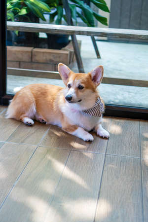 Adorable brown welsh corgi sitting on wood floor while learning something and looking owner at home. Corgi doggy playing with people in the room. Dog training or Relationship animal concept.の写真素材