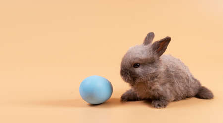 Easter holiday and baby bunny concept. Newborn brown and grey rabbit sitting with blue paint easter eggs over isolated pastel background. Furry cute bunny playful egg while single on orange backgroundの写真素材
