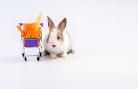 Adorable young bunny sitting beside shopping cart with fresh carrots and baby corn over isolated...