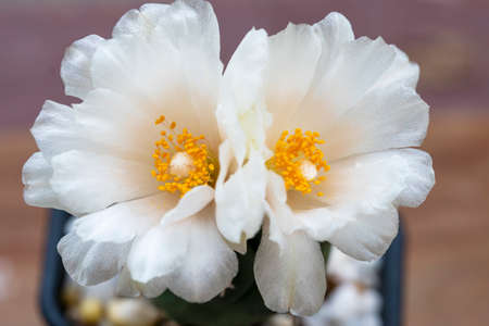 Blossom flower lophophora peyote cactus in black little pot blooming with sunlight over green natural bokeh background.の写真素材