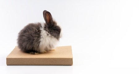 Easter holiday and education concept. Adorable little black and white bunny rabbit sitting on the book over isolated white background. Lovely small furry baby rabbits knowledge or back to school.の写真素材