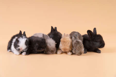 Easter holiday concept. Group of little newborn bunny rabbits lying together over isolated pastel...
