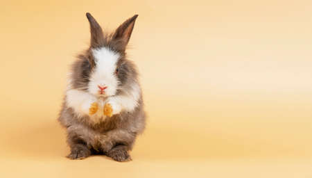 Adorable baby fluffy rabbit grey and white bunny standing while posture greeting Sawasdee or hello over isolated pastel yellow background. Easter holiday animal concept.の写真素材