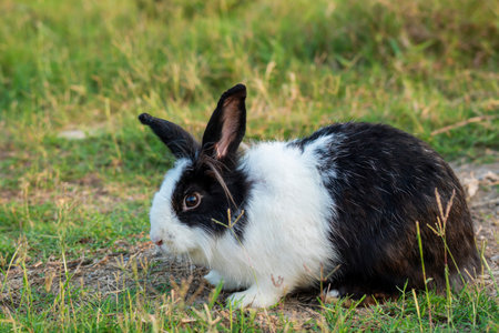 Easter bunny concept. Adorable fluffy little white and black rabbits looking at something while sitting on the green grass over natural background.の写真素材