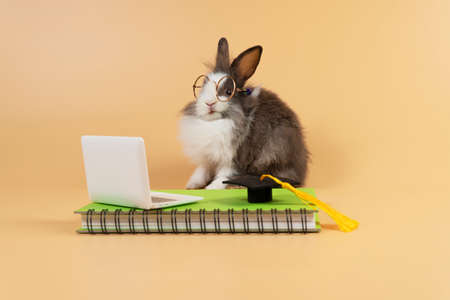 Adorable baby rabbit bunny grey and white with diary book, laptop, and graduation cap wear eyeglasses sitting over isolated orange pastel background. Easter holiday and educational technology concept.の写真素材