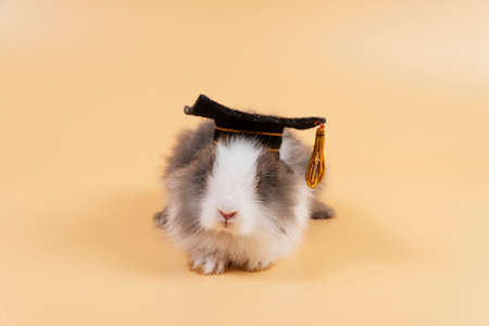 Lovely bunny easter black and white wearing graduation cap while sitting over isolated pastel background. Cute furry baby mammal rabbit with degree hat feeling funny. Animal education concept.の写真素材
