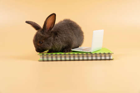 Adorable furry baby rabbit black looking at something with laptop on book while sitting over isolated pastel background. Newborn bunny study information online with small pc. Animal education concept.の写真素材