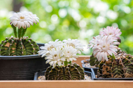 White and pink flower gymnocalycium mihanovichii cactus in black little pot blooming with sunlight...
