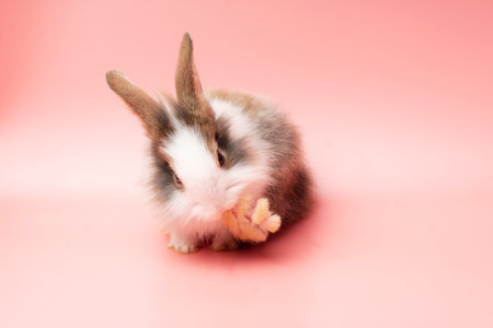 Lovely baby bunny alone sitting on pink background. Easter holiday animal concept. Cute adorable...