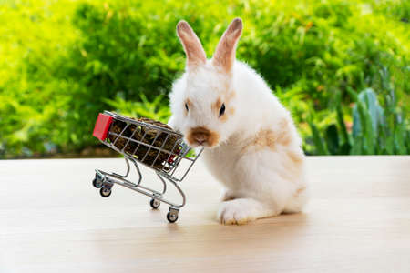 Easter holiday bunny animal and shopping online concept. Adorable baby rabbit white and brown pushing red shopping basket cart with cookie carrot while standing over green nature background.の写真素材