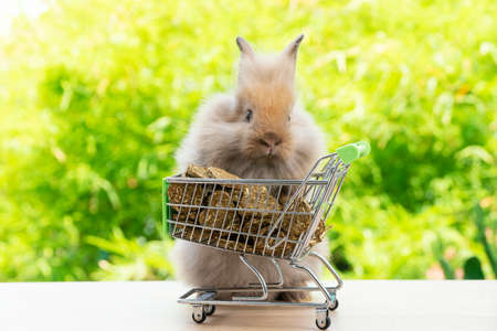 Easter holiday bunny animal and shopping online concept. Adorable baby rabbit brown pushing green shopping basket cart with cookie carrot while standing over green nature background.の写真素材