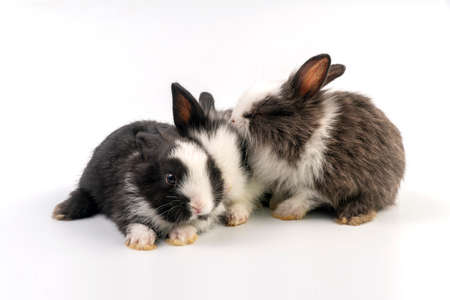 Lovely group newborn baby rabbits bunny sitting togetherness over isolated white background. Easter bunnies concept.の写真素材