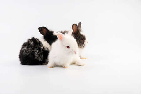 Lovely group newborn baby rabbits bunny sitting togetherness over isolated white background. Easter bunnies concept.の写真素材