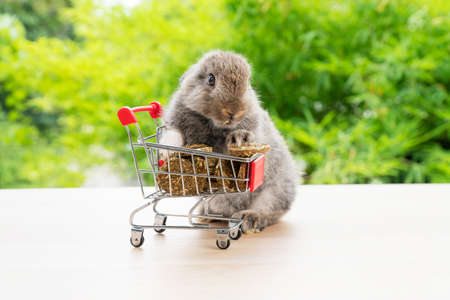 Easter holiday bunny animal and shopping online concept. Adorable baby rabbit brown eating cookie carrot in red shopping basket cart while standing over green nature background.の写真素材