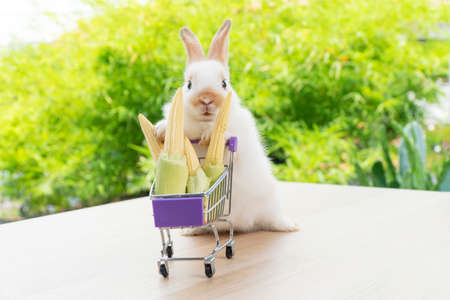 Easter holiday bunny animal and shopping online concept. Adorable baby rabbit white and brown pushing red shopping basket cart with fresh baby corn while standing over green nature background.の写真素材