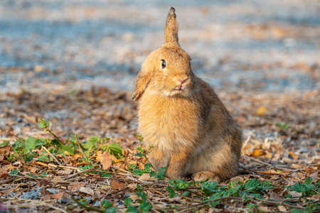 Fluffy brown bunny rabbit sitting on the dry grass over environment natural light background. Furry...
