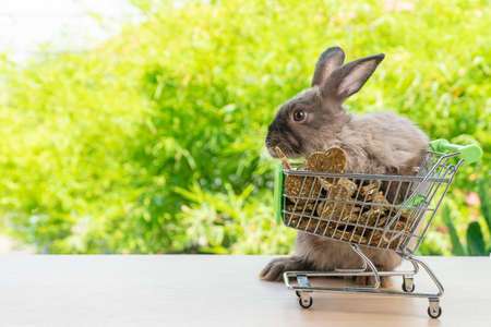 Easter holiday bunny animal and shopping online concept. Adorable baby rabbit brown pushing green shopping basket cart with cookie carrot while standing over green nature background.の写真素材