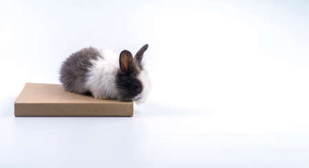 Easter holiday and education concept. Adorable little black and white bunny rabbit sitting on the book over isolated white background. Lovely small furry baby rabbits knowledge or back to school.の写真素材