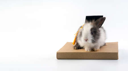 Lovely bunny easter black and white wearing graduation cap sitting on the book over isolated white...