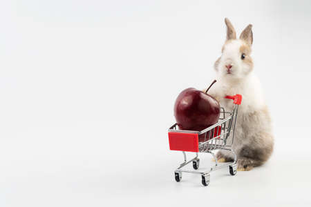 Adorable young bunny pushing shopping cart with fresh red apple while standing over isolated white background. Newborn baby rabbit with shopping cart looking something. Easter and shop online conceptの写真素材