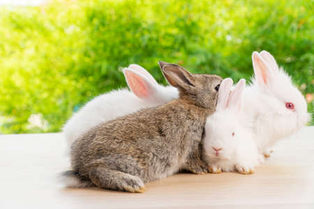 Easter bunny animal concept. Group of adorable little rabbits lying or sitting together on wooden board over bokeh nature background with sunlight.の写真素材