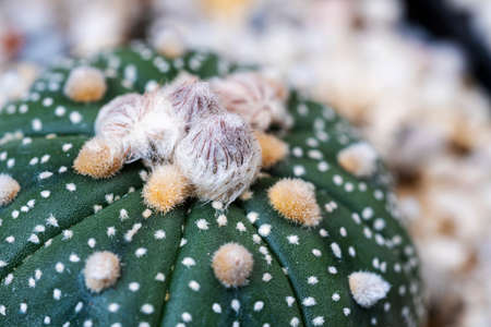 Hobby concept. Close Up texture astrophytum cactus with flower growth in pot at garden. Decoration...