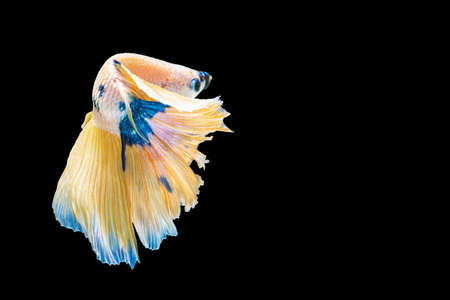 The movement white, yellow, blue halfmoon betta splendens fighting fish on isolated black background with clipping part. The moving moment beautiful of white Siamese betta fish with copy space.の写真素材
