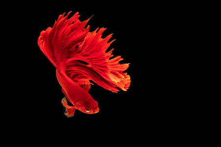 Halfmoon Betta fighting fish in Thailand on isolated black background. The moving moment beautiful of red Siamese betta fish with copy space.の写真素材