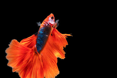 Movement power of betta fighting fish over isolated black background. The moving moment beautiful of red and blue Siamese betta fish with copy space.の写真素材
