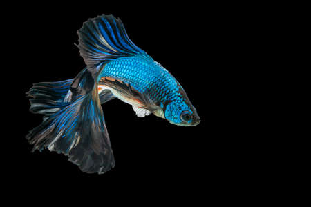 Rhythmic of betta fighting fish over isolated black background. The moving moment beautiful of blue and red siamese betta fish with copy space.の写真素材