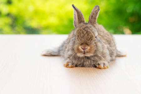 Easter animal concept. Lovely baby gray rabbit bunny looking at something while sitting alone on the wooden over blurred green nature background.の写真素材