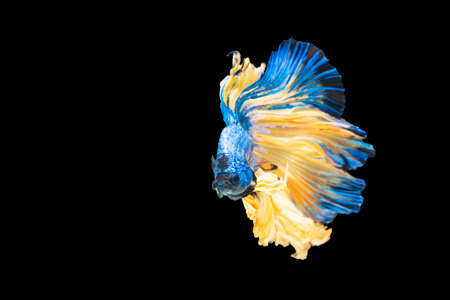 Rhythmic of betta fighting fish over isolated black background. The moving moment beautiful of blue and red siamese betta fish with copy space.の写真素材