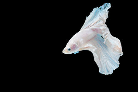 White Siamese betta fighting fish beautiful luxury movement dance power over isolated black background. Animal hobby underwater concept.の写真素材