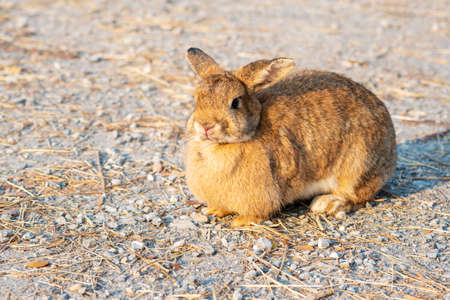 Fluffy brown bunny rabbit sitting on the dry grass over environment natural light background. Furry cute wild-animal single at outdoor. Easter animal concept.の写真素材