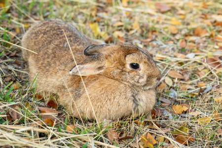 Fluffy brown bunny rabbit sitting on the dry grass over environment natural light background. Furry cute wild-animal single at outdoor. Easter animal concept.の写真素材