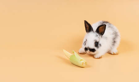 Easter animal bunny and food concept. Adorable furry baby white, black rabbit watching fresh baby corn while sitting alone with copy space over isolated pastel background.の写真素材