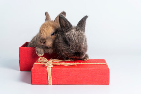 Easter animal bunny family concept. Adorable two newborn baby small gray and brown rabbit sitting together in red gift box with gold ribbon over isolated white background.の写真素材