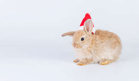 Celebration Christmas new year and easter animal concept. Cuddly little baby brown rabbit bunny wear red santa hat on hair with copy space while sitting over isolated white background.の写真素材