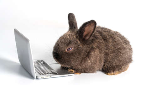 Easter animal bunny education technology concept. Adorable furry baby little black brown rabbit looking at laptop learn something while sitting over isolated white background.の写真素材