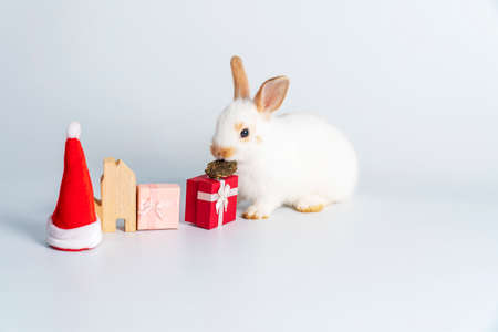 Celebration holiday, Christmas, new year, easter animal concept. Lovely small white rabbit bunny with santa hat, gift box, wood house eating cookies while sitting over isolated white background.の写真素材