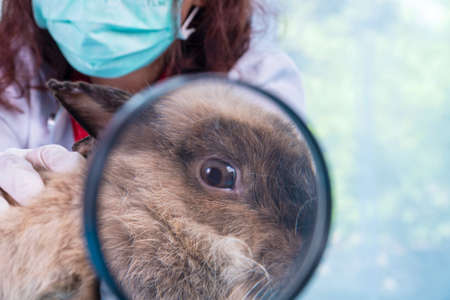 Health care animal concept. Veterinarian doctor wear face mask and glove using magnifying glass looking check up problem sick eye something brown rabbit bunny in the clinic.の写真素材