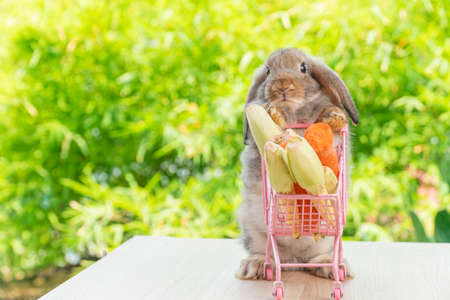 Easter holiday bunny animal and shop online concept. Adorable baby rabbit brown pushing shopping basket cart have fresh carrot and baby corn while standing on wooden over nature background.の写真素材