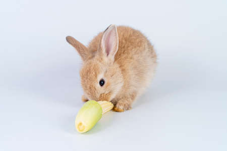 Easter animal bunny concept. Adorable tiny brown rabbit hungry eating organic fresh baby corn while sitting over isolated white background.の写真素材
