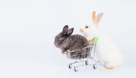 Easter animal bunny family concept. Adorable young white brown rabbit pushing shopping cart with newborn gray cuddly rabbit while walking together over isolated white background.の写真素材