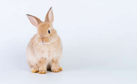 Easter bunny animal concept. Adorable newborn baby brown rabbit bunnies looking at something while...