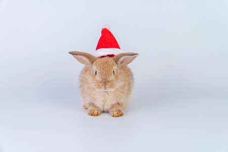 Celebration Christmas new year and easter animal concept. Cuddly little baby brown rabbit bunny wear red santa hat on hair with copy space while sitting over isolated white background.の写真素材