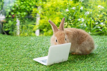 Newborn tiny brown white bunny with small laptop sitting on the green grass. Lovely baby rabbit looking at notebook on lawn natural background. Easter fluffy rodent conceptの写真素材